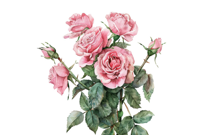 Watercolor Blush Rose, Roseful Pink Clipart