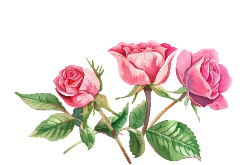 Pink Roses, Printable Watercolor clipart