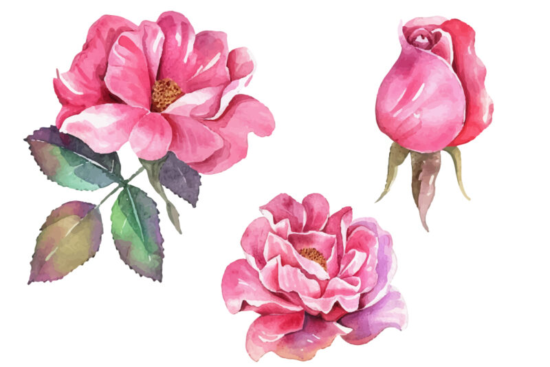 Romantic Watercolor roses Flowers png