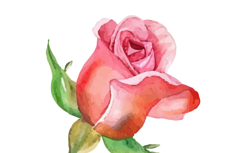 Romantic Watercolor roses Flowers png