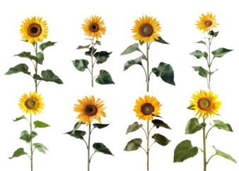 Plant Sunflower