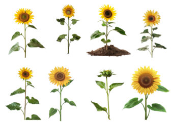 Plant Sunflower