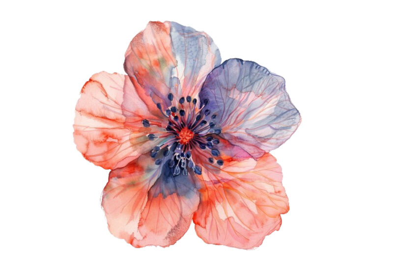 Spring Flower watercolor Clipart