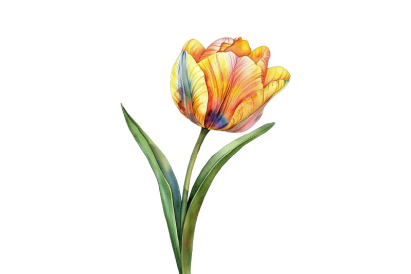 Spring Flower watercolor Clipart