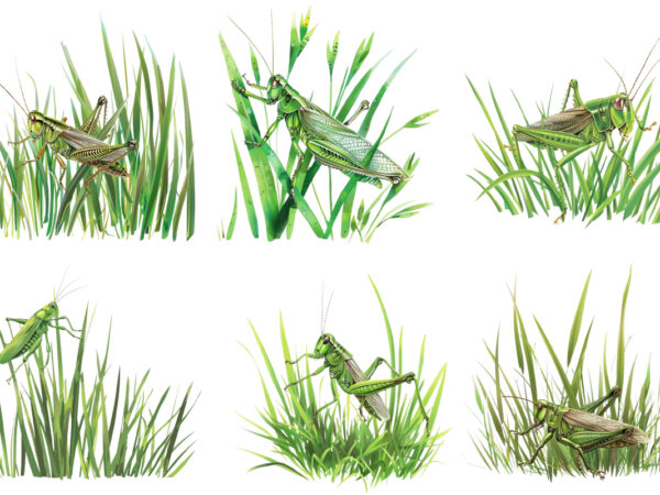 Spring grass with dragonflies clipart t shirt template vector