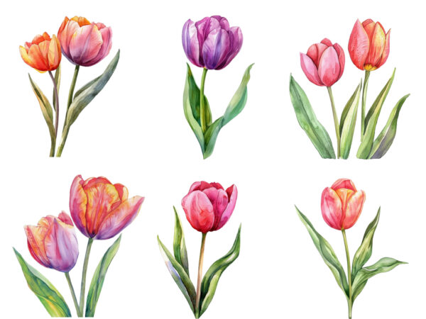 Watercolor spring tulip clipart t shirt design for sale