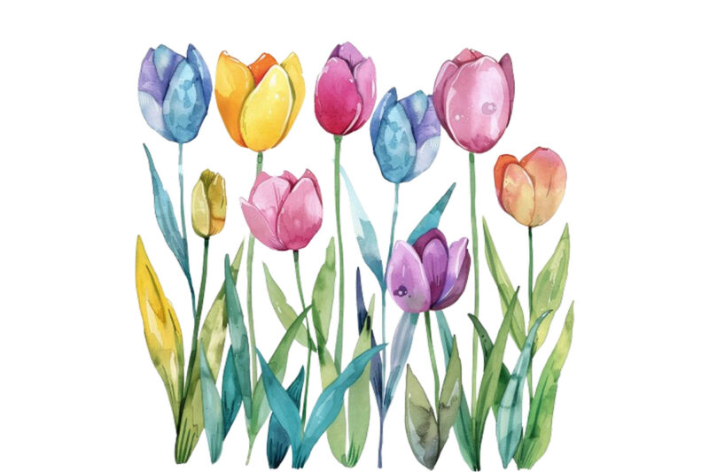 watercolor Spring Tulip clipart