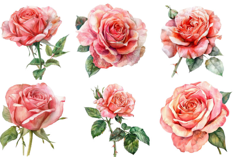 Watercolor Spring Rose Clipart