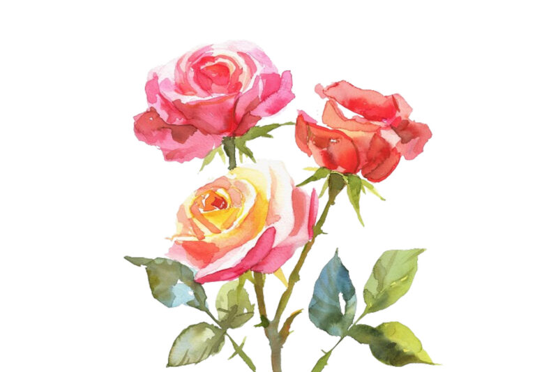 Watercolor Spring Rose Clipart