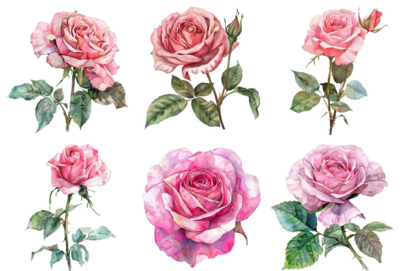 watercolor spiring pink rose clipart