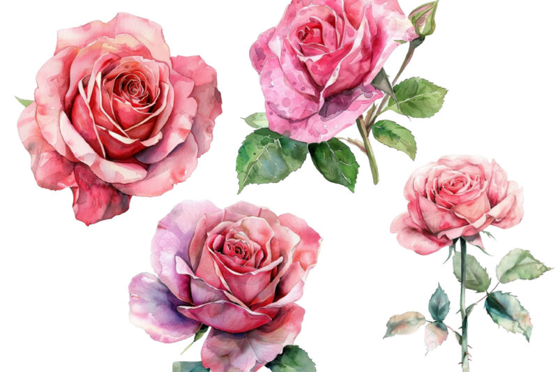 watercolor spiring pink rose clipart
