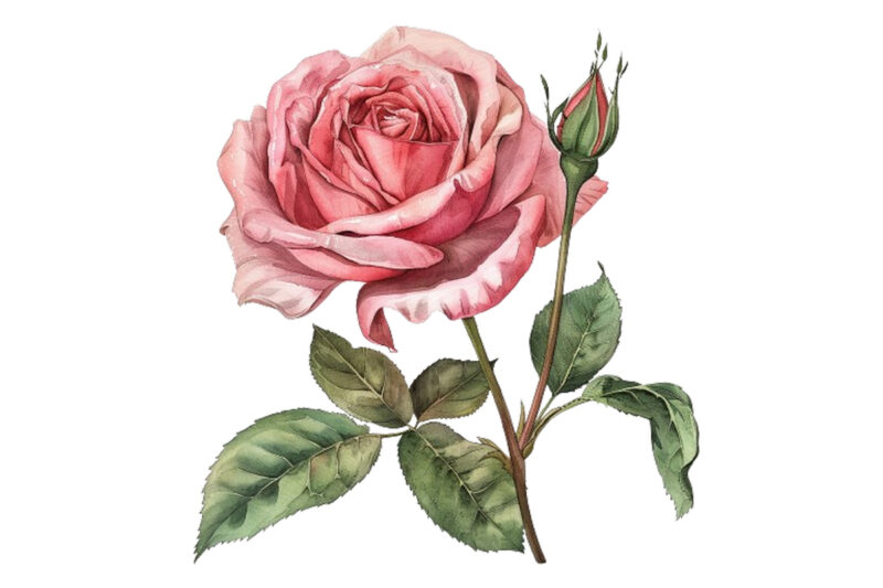 watercolor spiring pink rose clipart