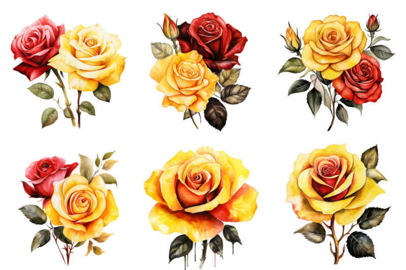 watercolor yellow white red and black rose clipart