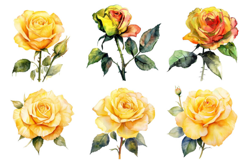 watercolor yellow white red and black rose clipart