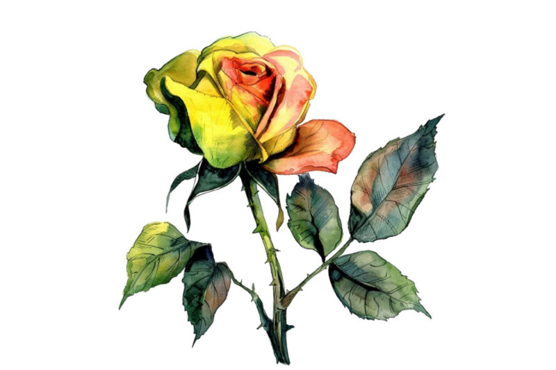 watercolor yellow white red and black rose clipart