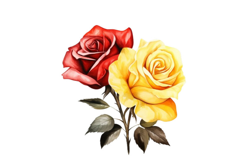 watercolor yellow white red and black rose clipart