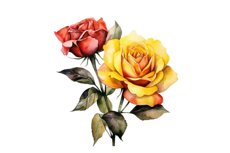 watercolor yellow white red and black rose clipart
