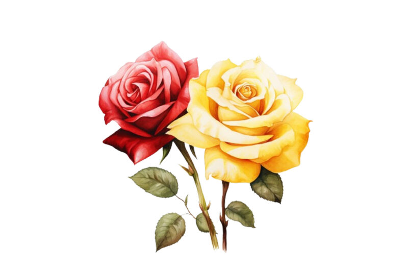 watercolor yellow white red and black rose clipart