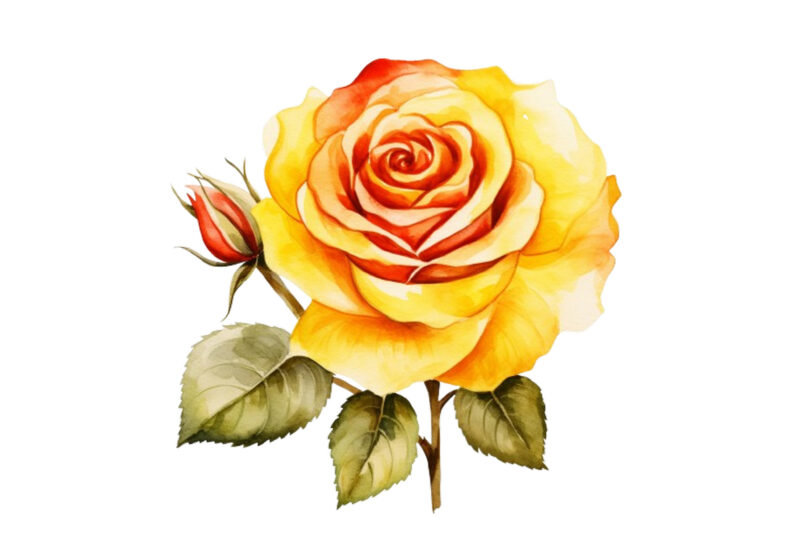 watercolor yellow white red and black rose clipart
