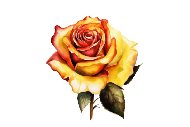 watercolor yellow white red and black rose clipart