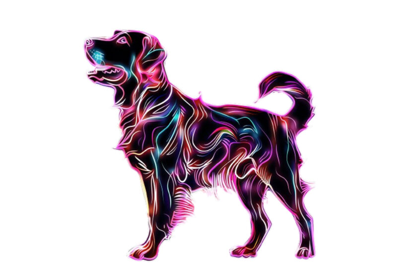 neon dog sublimation