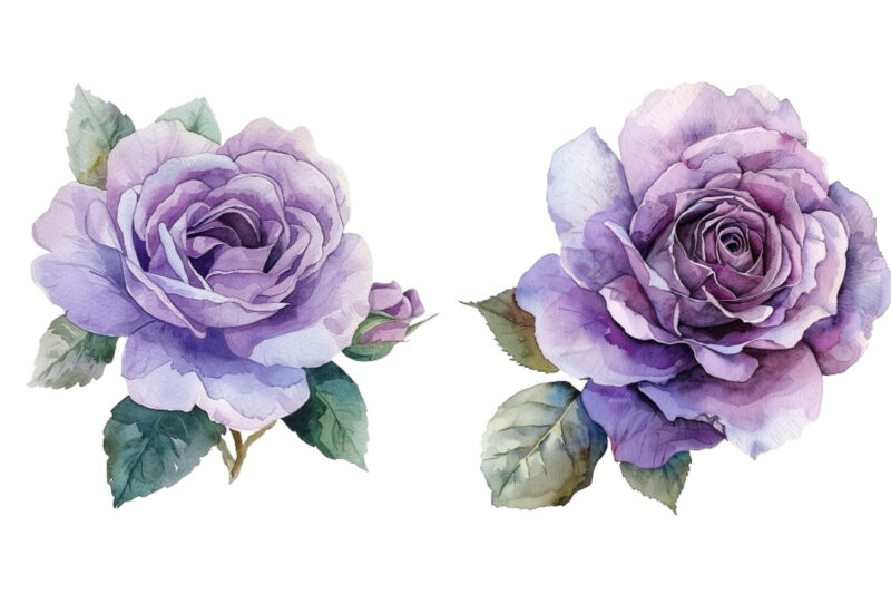 watercolor rose