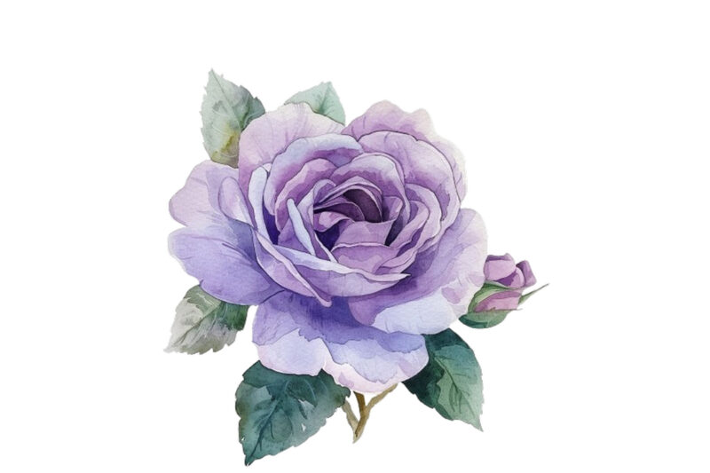 watercolor rose