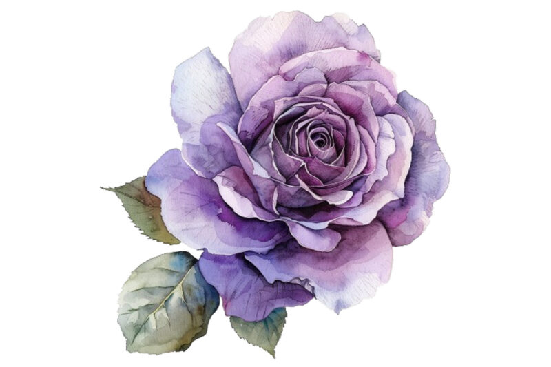 watercolor rose
